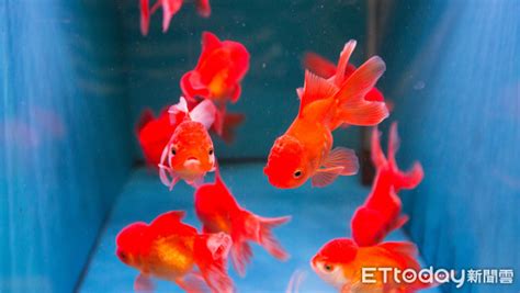 水族箱可以養什麼|8種適合新手養的魚 1500元就能在家打造「療癒水族箱。